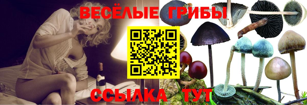 Галлюциногенные грибы Psilocybine cubensis Якутск